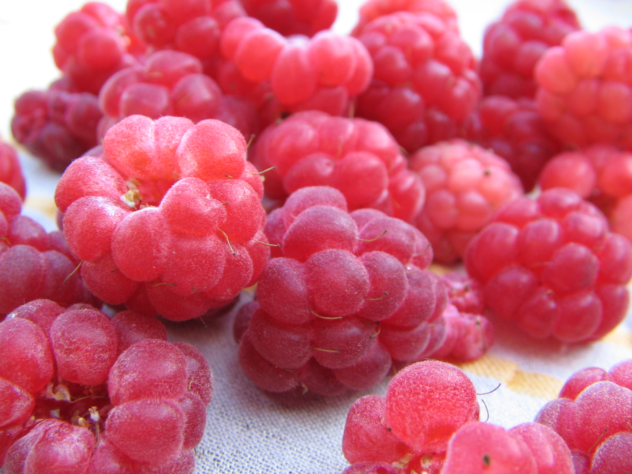 raspberries